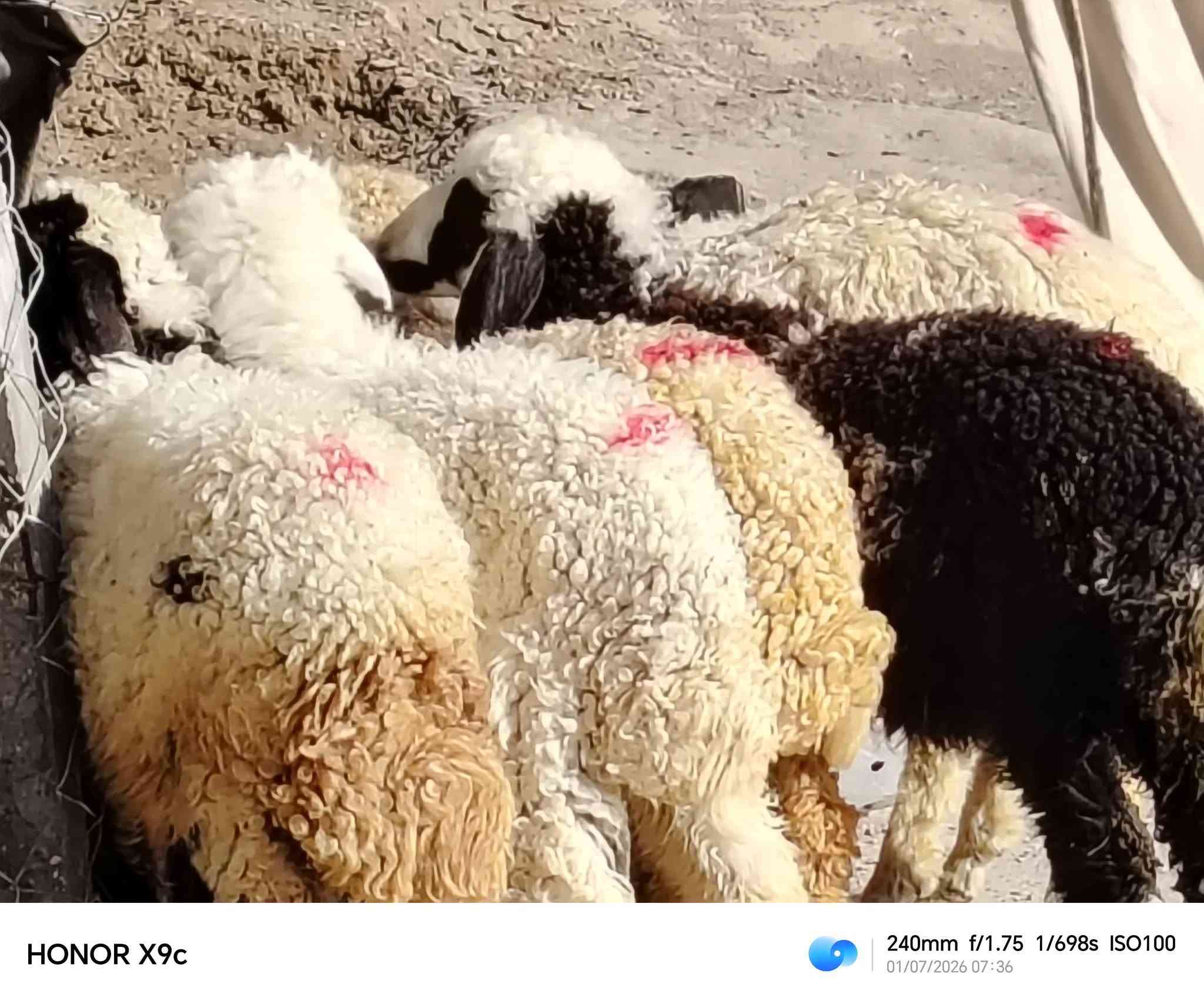 ياالله 
طليان العدد 6 فحوله ثنين ونثايه اربعه
طليان خشنات وسمان مناسبات بلاش 
مال جني نذر حلال مناسب مراح واحد 
سعر الواحد 185 الزوج 370 
مكان الديوانية قضاء الشاميه 
***********
