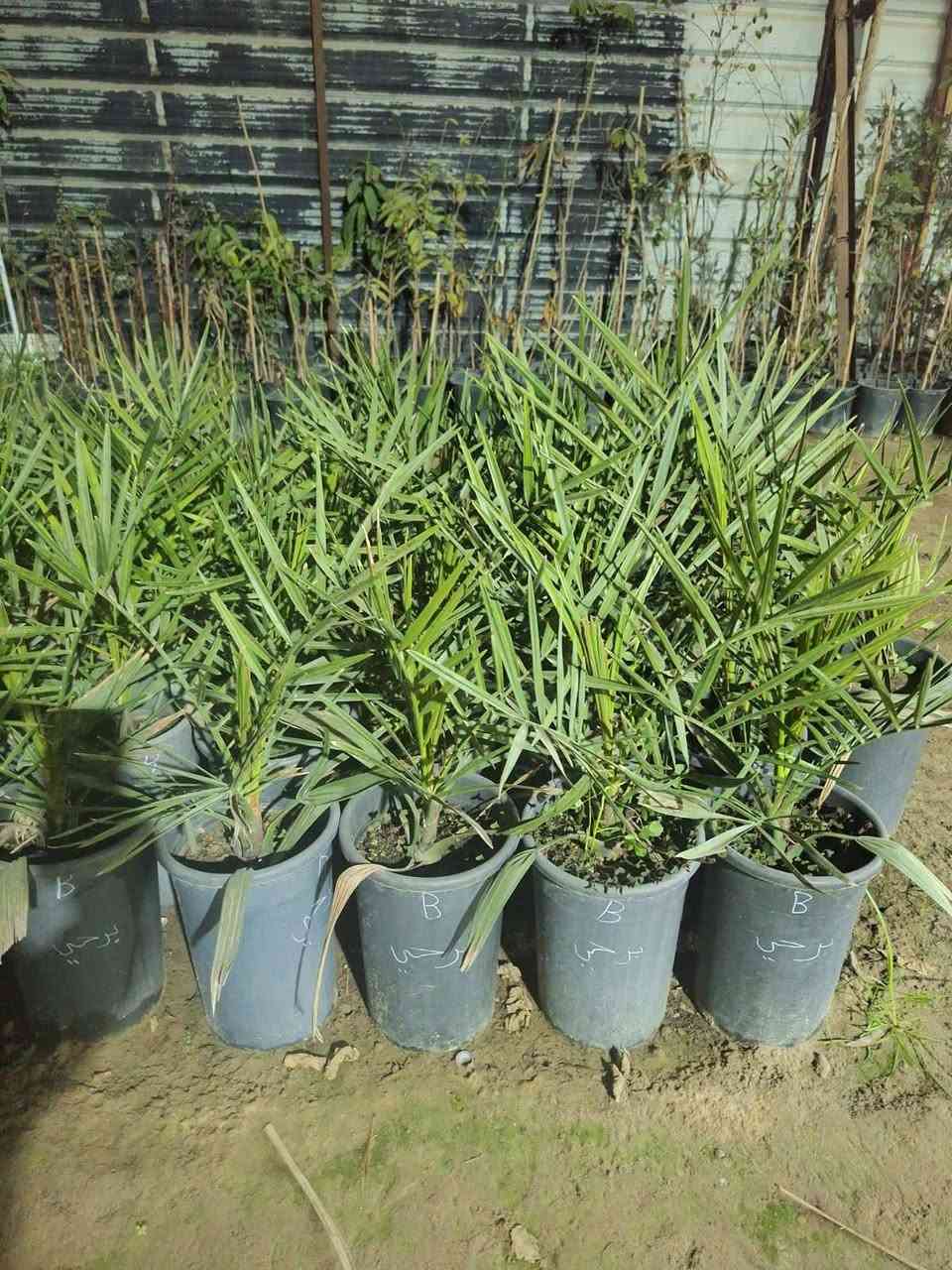 توفرت فسائل النخيل البرحي النسيجي ، مفحوص مختبر فرنسي مع وصل بضمان الصنف لحين الاثمار ،
السعر / ١٥٠ الف دينار
العنوان / بابل / حي الاكرمين 
تتوفر خدمه توصيل لجميع محافظات العراق 🚘

للحجز والاستفسار يرجى مراسله الصفحه او الواتساب عبر الرقم :-
***********
