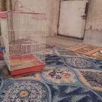 قفصين • بغبغاء • بلبل