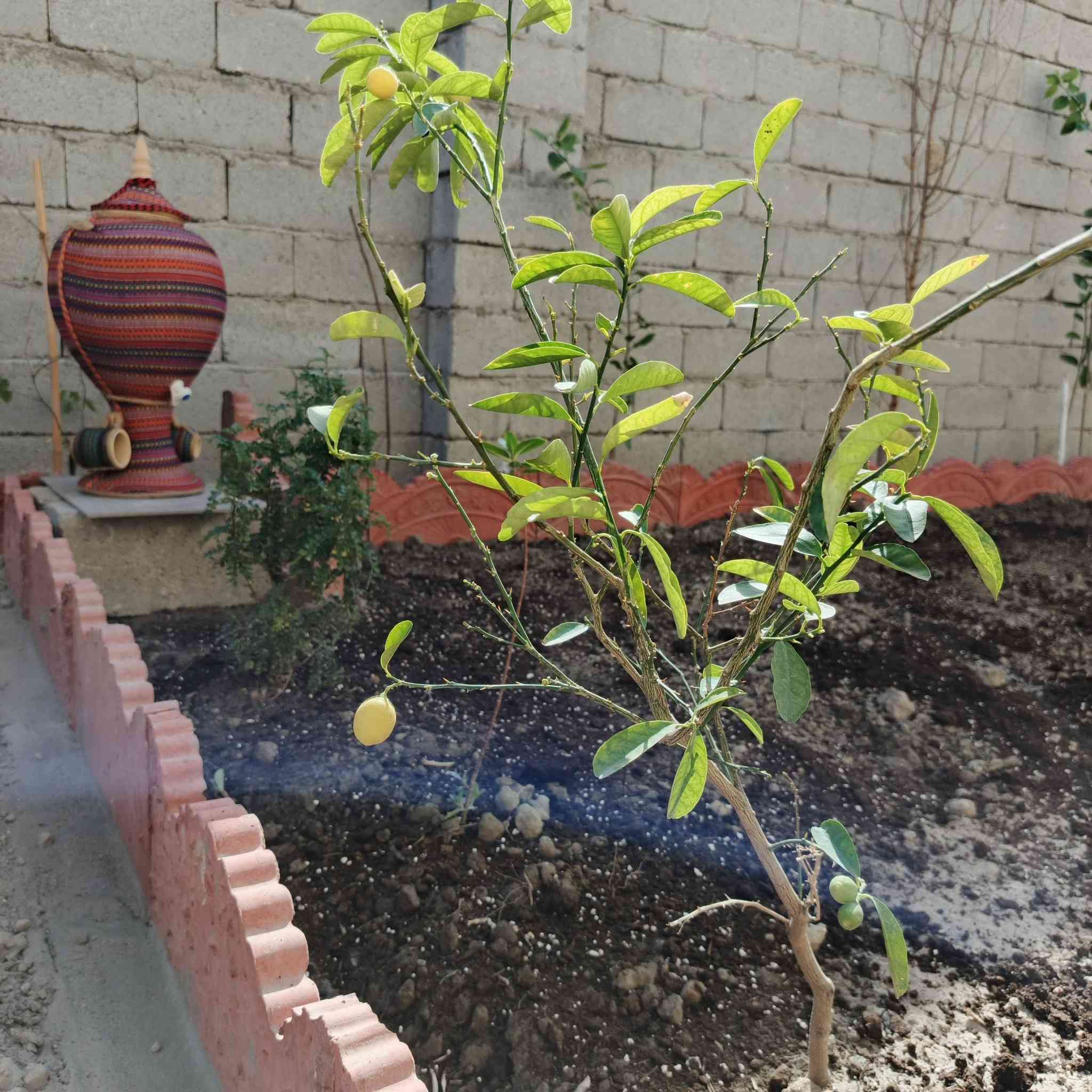 هذا عملنا في منطقة السفينة في ذي قار
الترتيب الحدائق داخل البيت أو خارج البيت 
زرع شتلات بأنواعها 
زرع ثيل بأنواعه 
بناء ديكورات حسب النوع
ونصب نافورات +تمثال
للاستفسار لاتصال برقم ***********
