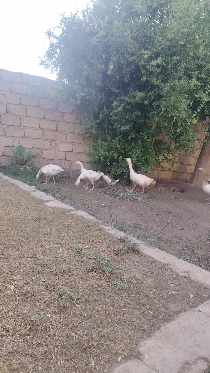 السلام عليكم 
قازات للبيع 
***********
