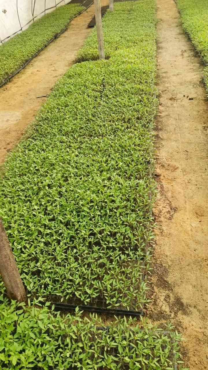 يوجد لدينا شتل طماطة عادي ومقاوم لحجز والاتصال***********
