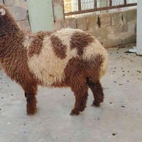 ضحية • ٢٤ كيلو • الكرابلة