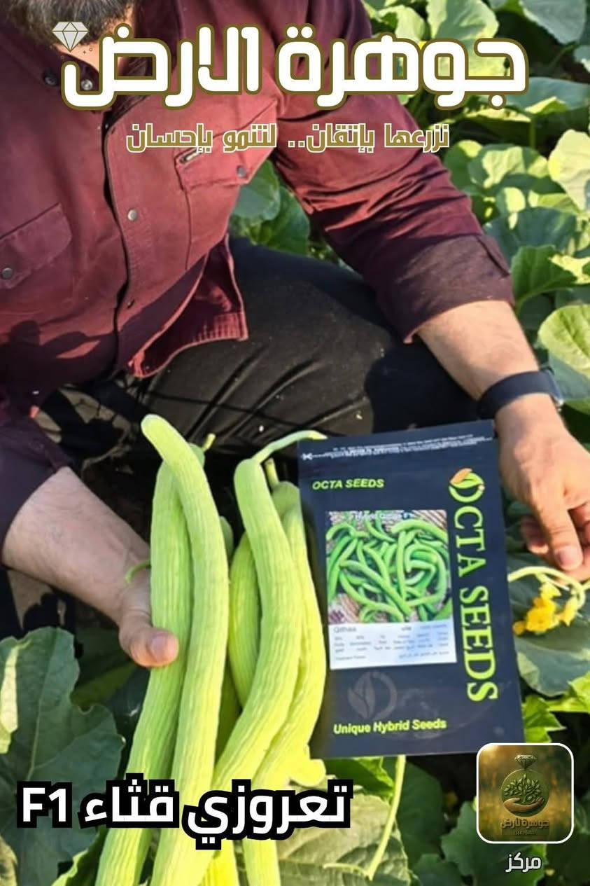 يوجد لدينا بذور طرح صنف الرشيد صنف ممتاز جدا للإستفسار *********** بغداد, العراق
