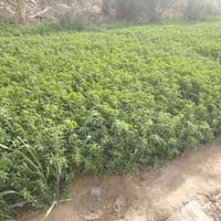 أرض للبيع • اليفيده • النجف طريق مظلوم