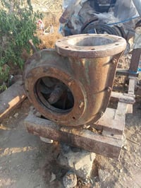 خنزير • عراقي حدادي • ميسان