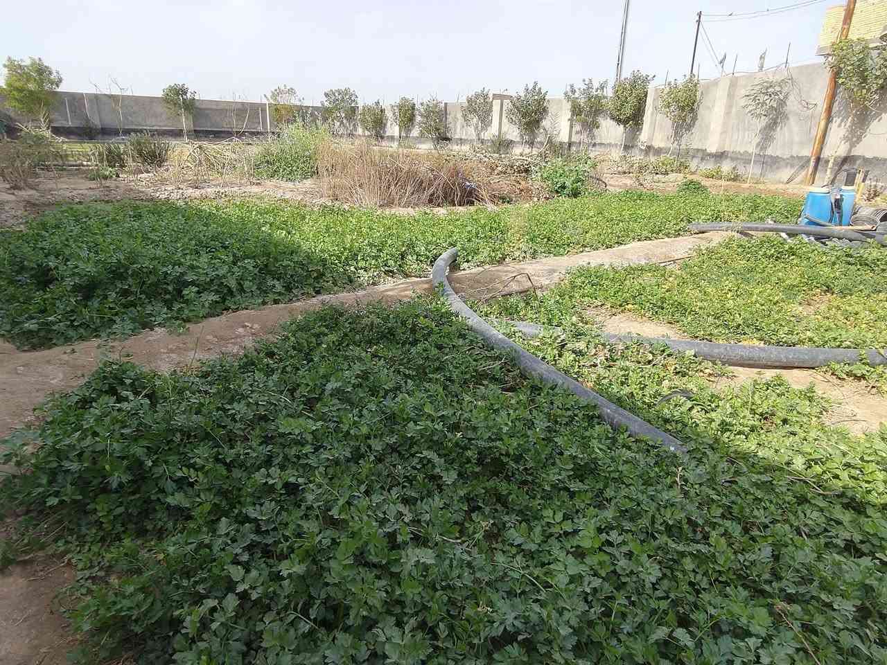 السلام عليكم قطعة أرض+حديقه للبيع
المساحه أكثر من 650 متر
المكان نهاية السايدين قرب الأذاعه 
للأستفسار أكثر مراسلة الصفحه


**إذا كنت صاحب هذا الإعلان وتريد حذفه لأي سبب، رجاءا أرسل رسالة إلى الدعم الفني**