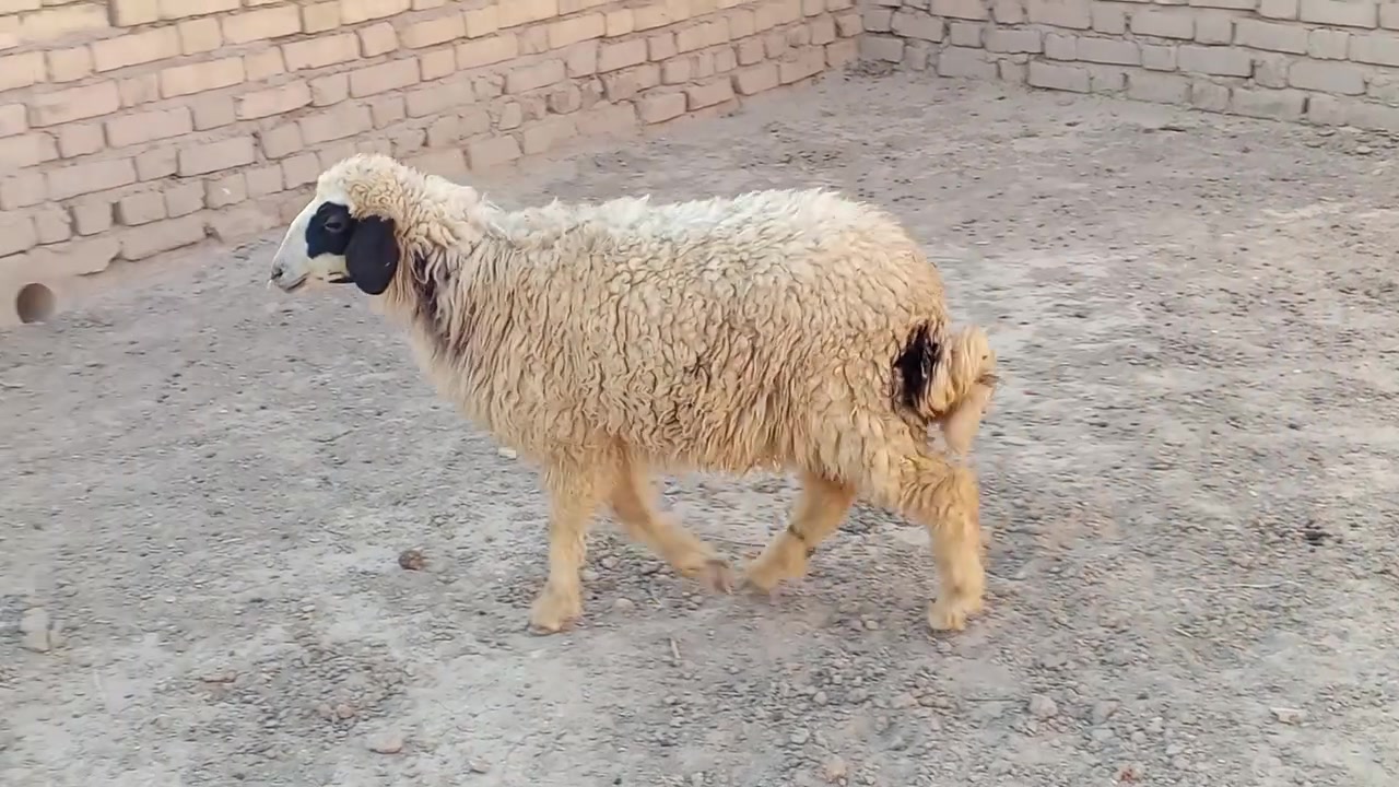 طلي نثيه سمينه حيل تارسه لحم وشحم شرط الصحاه ترهم 

ذبح وجني وهديه مكاني قضاء الفهود السعر  260 بيهه 

مجال والشراي يدلل وبخدمته اتصل ***********
