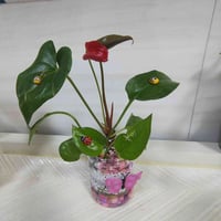 زينه جاهزة • الانثريوم • بلاب