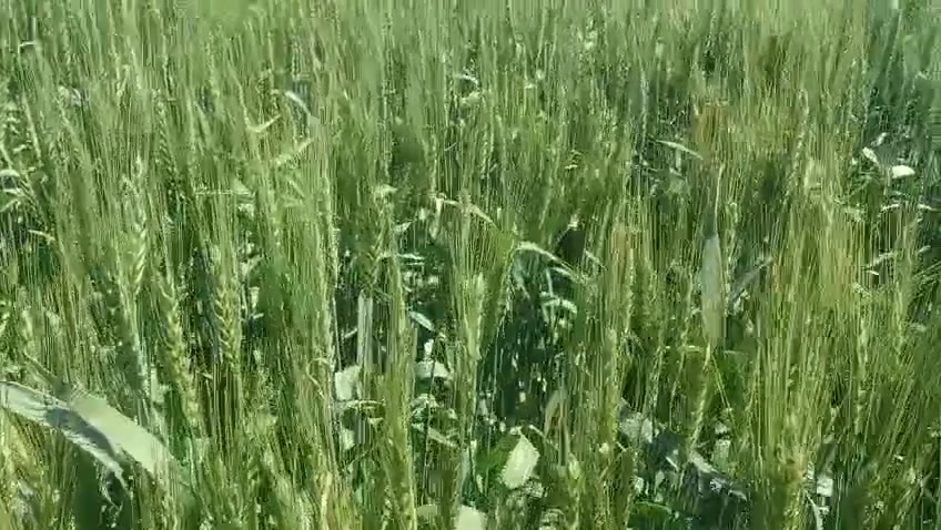 جوله حقليه لمتابعه صنف الحنطه انتلو الايطالي من شركه ابسوف ......


**إذا كنت صاحب هذا الإعلان وتريد حذفه لأي سبب، رجاءا أرسل رسالة إلى الدعم الفني**