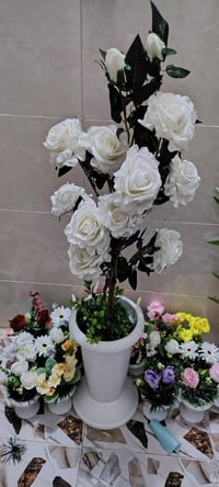 أشجار خضار وسنادين ورد بأشكال جميله وقياسات مختلفه جمله ومفرد للطلب را...