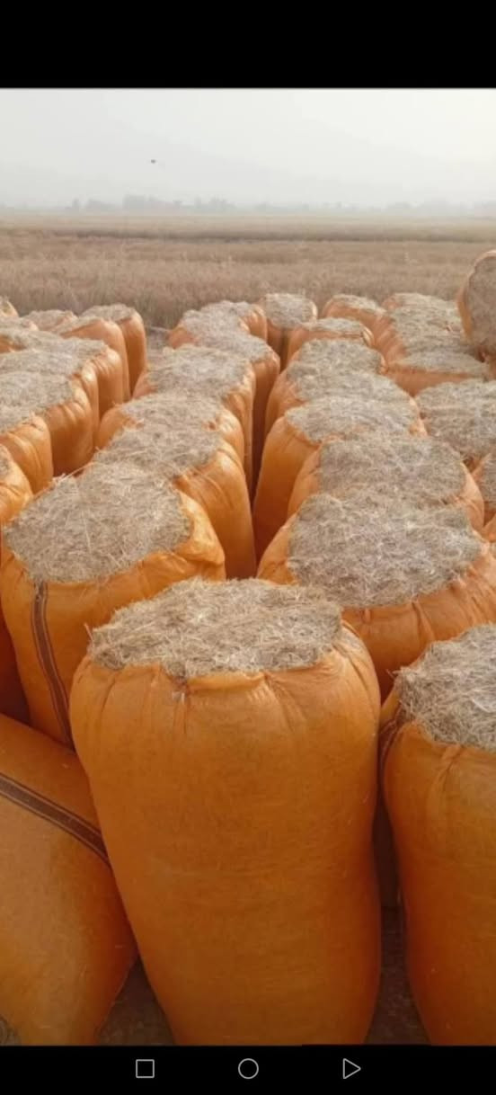 تبن درجة أولى للبيع كافه الاحجام موجوده للاستفسار الاتصال على الرقم ***********
