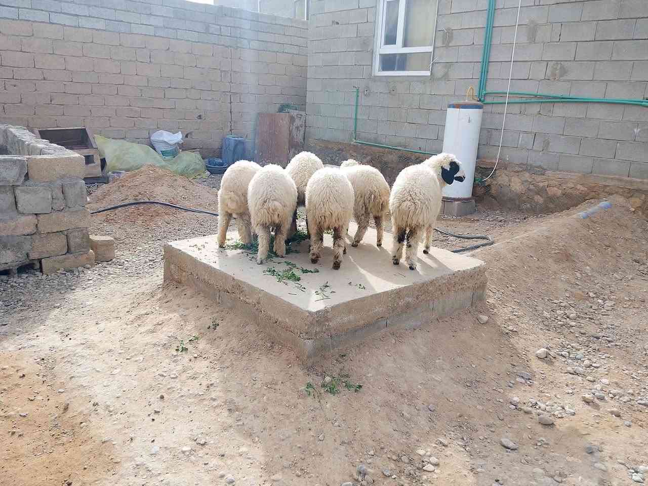 السلام عليكم
متاح (6) خرفان (4) فطايم وطليان (2) مثل ما واضحات گدامكم خشنات وحلوات يرهمن ذبايح ويرهمن ربط للي يدور يربطهن شرط النصاح علئ كل عيب المكان القائم الكرابله حي الزيتون تواصل اتصال ( *********** بيه واتساب
(ملاحظه التوصيل داخل قضاء القائم فقط)
