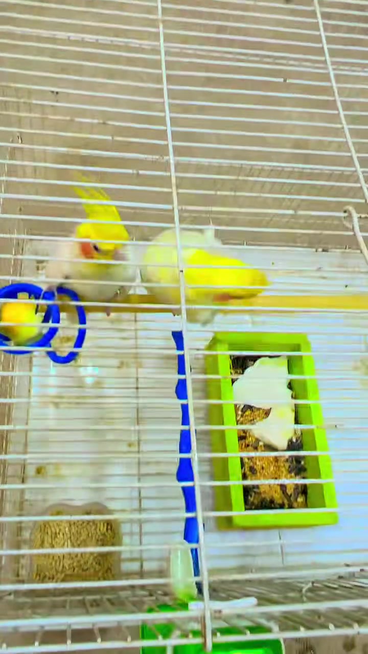 كلشي وسعره ***********
