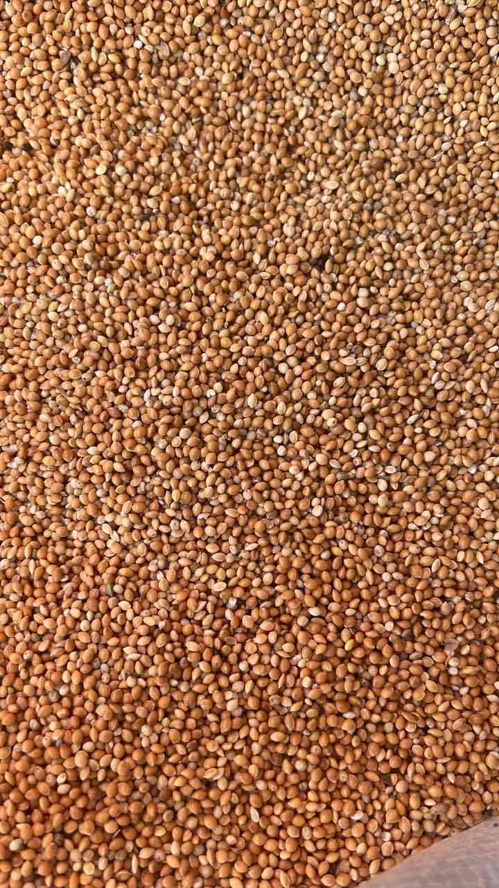 #متوفر_دخن_عراقي_للزراعه 

#متوفر_دخن_مستورد_روسي_اعلاف_للطيور 

باسعار مناسبه جدا 

جمله _ مفرد 

المكان : ذي قار _ الفجر _ مقابل اسواق نصير خشان 

للاستفسار 

***********
