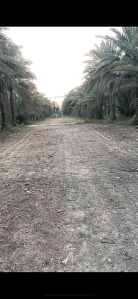 اليوسفية • دونم ونص • نخيل وارد سنوي