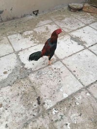 هراتي اصلي • عددهن ٢