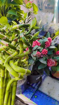 نباتات الضل • اكاسيا مصرية • نبك مطعم