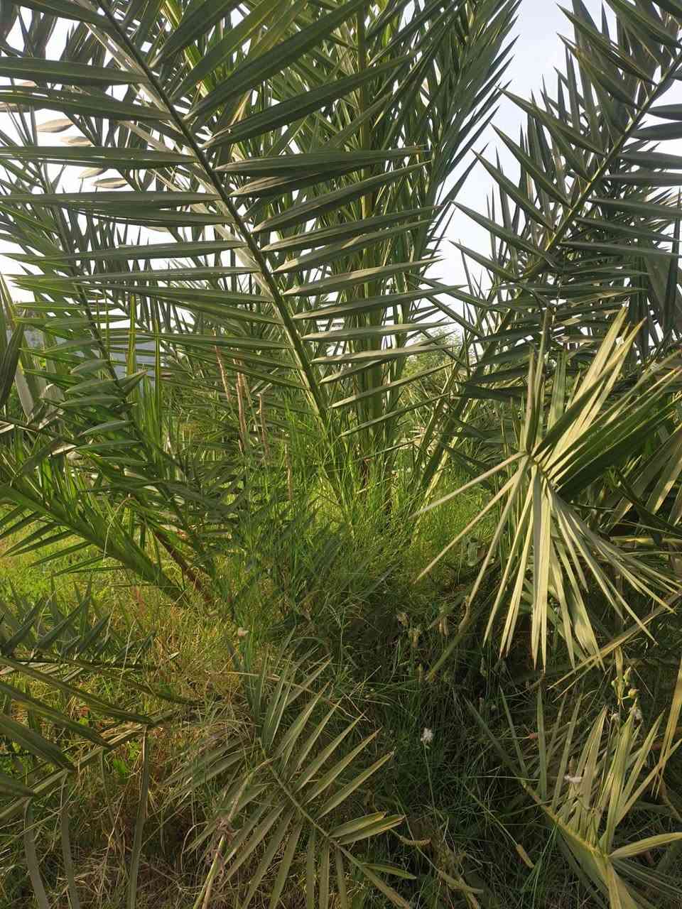 يالله

دونم  ل ملك صرف سند ٢٥ واجه ٣٤ والنزال ٨٠ تقريبا يبعد عن الصويره ١٠ دقائق مجاور بنزيخانه علاء طريق صويره جبله يبعد عن الشارع العام ٥٠٠ متر تقريبا يحتوي على ٥٠ نخله ٣٠ برحي و١٠ مجهول و١٠ أصناف نادره واشجار تفاح حمال واشجار تين واشجار اخرى ودار استراحه حديث البناء ماء مستقل من المشروع الرئيسي خاص بلدونم كهرباء ٣ فيز مع خط مولد محميه صغيره وشلال نقصه بس مسبح 
للاستفسار الاتصال على الرقم ***********
