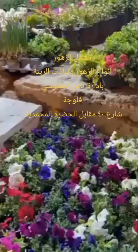 مشتل الزهور نوفر لكم اجمل انواع  الزهور الطبيعية ونباتات الزينة اسعار مناسبة نرحب بكم توجد خدمة توصيل ***********
