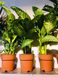 مشتل زهور الحاج يونس • ظليات هولندية • شحنة جديدة