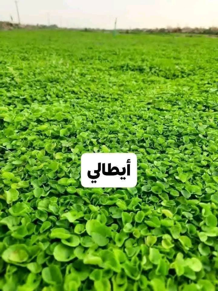 سلام عليكم وصول ثيل درجه اولئ هندي واسباني وايطالي باسعار مناسبه
***********
