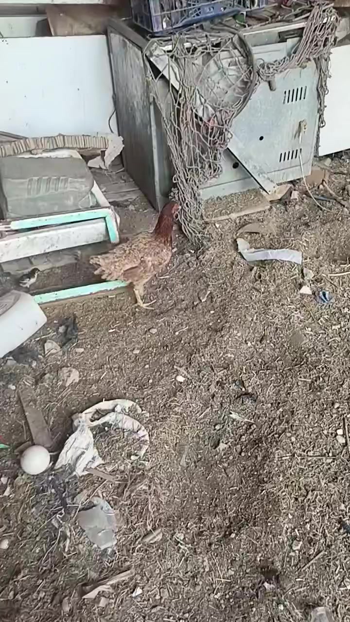 للبيع لمكان قلعة السكر الناصريه
دجاجه هنديه وراها ٤ ومهاتهه ذني يابانيات وديجهه برازيلي

***********
