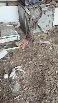 قلعة السكر الناصريه • دجاج هندي • ٤ يابانيات