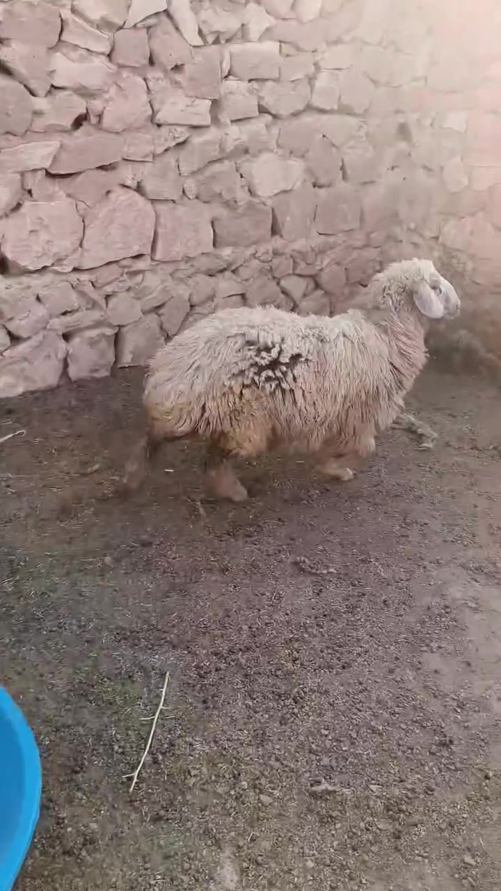 متاح فطيمه عشمه خشنه وشكه طويله وسمن شرط نصاح حلوه رقم واحد وين جنايه عل حلال نضيف درجه اوله فول مكفول سعر خاص مكان بروانه سنجك يوجد توصيل حسب لاتفاق ***********
