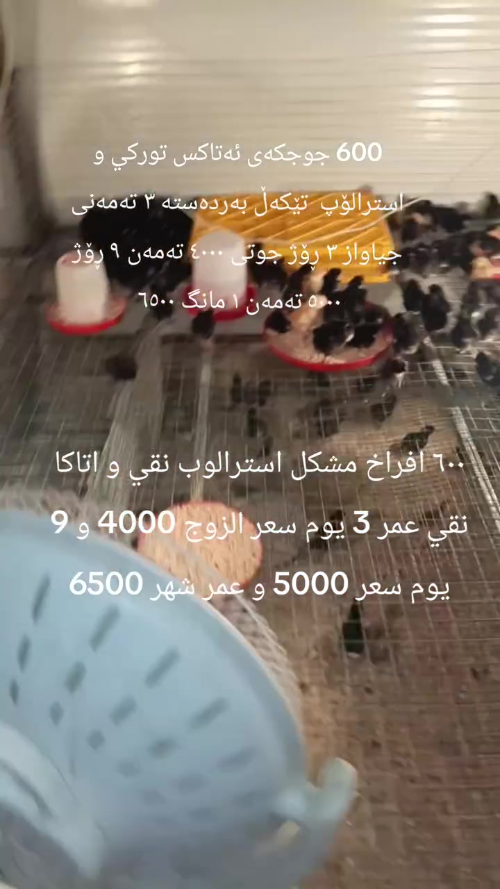 كوردى عربى 

600 جوجكەی ئەتاکس توركي و استرالۆپ  تێکەڵ بەردەستە ٣ تەمەنی جیاواز ٣ ڕۆژ جوتی ٤٠٠٠ تەمەن ٩ ڕۆژ ٥٠٠٠ تەمەن ١ مانگ ٦٥٠٠

٦٠٠ افراخ مشكل استرالوب نقي و اتاكا نقي عمر 3 يوم سعر الزوج 4000 و 9 يوم سعر 5000 و عمر شهر 6500


**إذا كنت صاحب هذا الإعلان وتريد حذفه لأي سبب، رجاءا أرسل رسالة إلى الدعم الفني**
