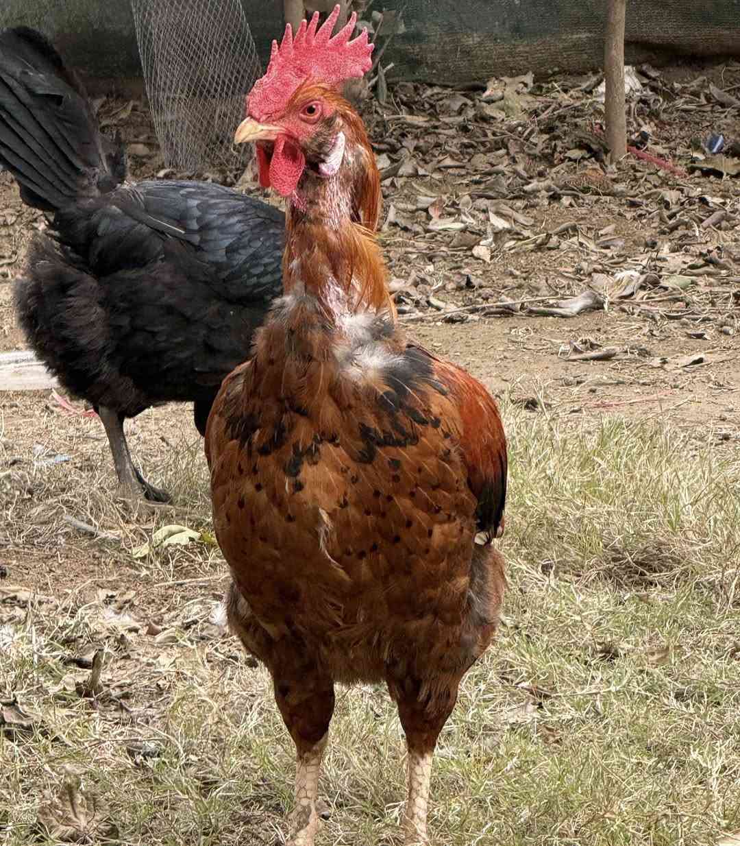 ديج عرب خشن وزن ذبح ويرهم تربيه سعره 15 قفل مكاني تكريت ***********
