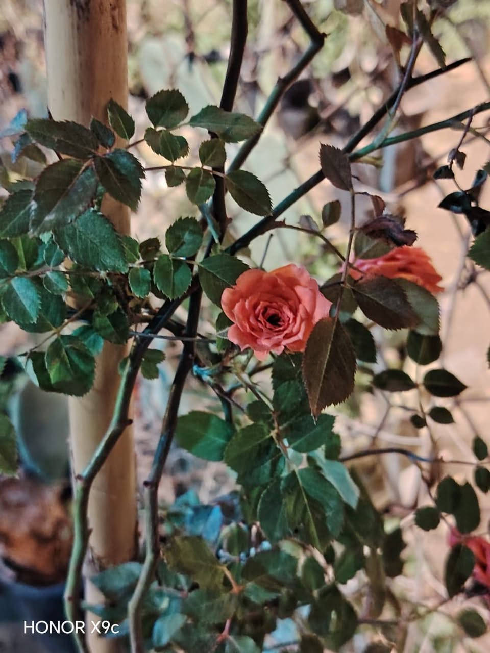 متوفر انواع الاشجار المثمره والحمضيات
والازهار العطريه  والبنات الضليه والخارجيه بااسعار جدا مناسبه والعرض محدود متوفر توصيل داخل السماوه
بالاضافه الئ اشجار النبك المطعم


**إذا كنت صاحب هذا الإعلان وتريد حذفه لأي سبب، رجاءا أرسل رسالة إلى الدعم الفني**