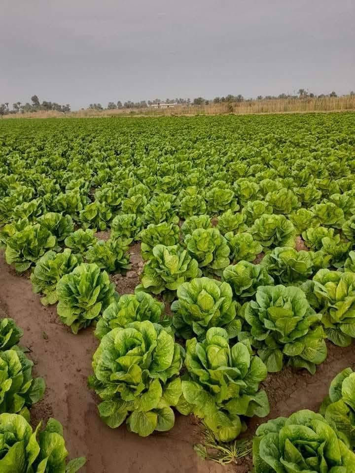 بذور خس سويدي درجة اولى مكان ديوانيه ناحية نفر
‏‪***********‬‏
