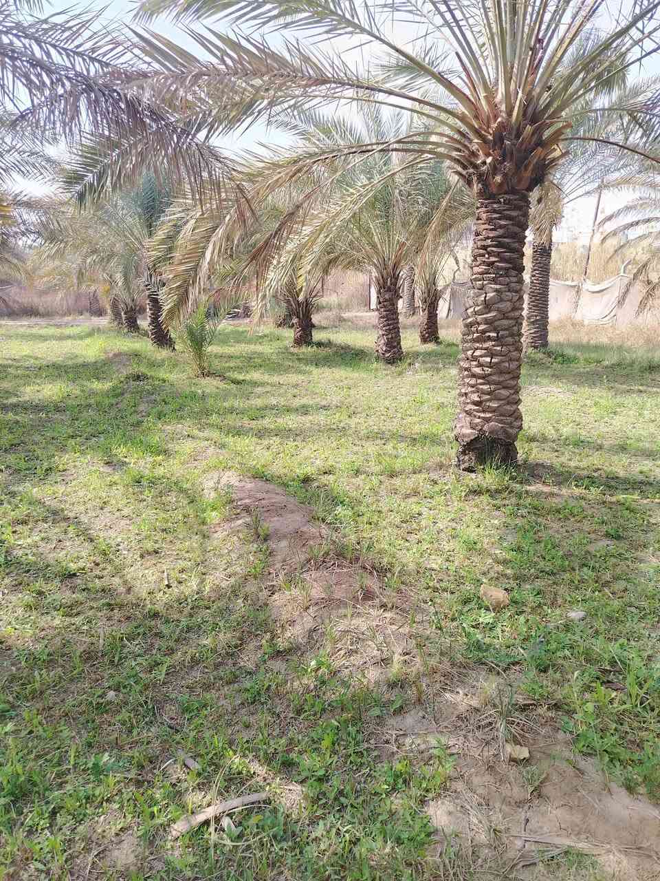 ارض مساحة 2000م/ الواجها 29 النزال ٦٨ يوجد فيها ٤٤ نخله ثويثي
على شارع تبليط كهرباء متوفرة + ماي حلو + ماي سكي

  حي الجوادين شارع أنشائية أمل الجنوب تتوفر كافة الاحتياجات في المنطقة 🌹

للأستفسار الاتصال على هذا الرقم

***********
