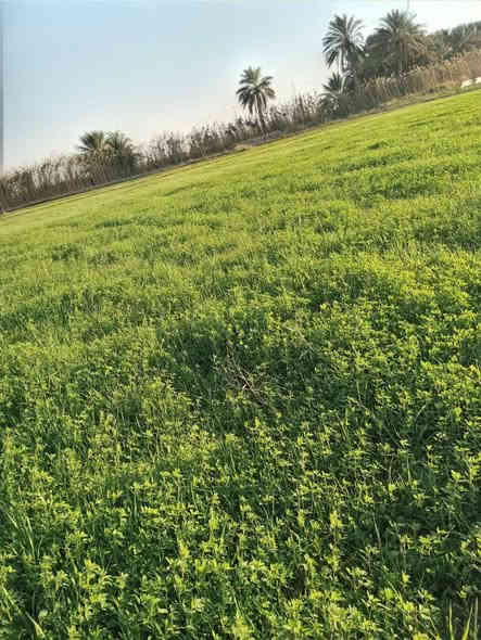 اخويه العزيز جايبلك عرض ابد ميضيع ✅
جايبلك 5 دوانم سعرهن كلهن ب 25 فرصه ذهبيه
يعني ال 5 دوانم شلعه ب 25 مليون فقط تواصل 
متوفر واتساب بلأرقمام التاليه
 طابو سند 25 اصولي على شارع 10 مترات وواجهيه
الدونم الواحد 50×50 مربع منطقة امينه وسكينه
وزراعيه العنوان تاجي مقابيل مدينه سبع البور 
منطقة الشيخ عامر بلعيساويه خلف السور كامله
خدمات تفتر المنطقة كلهه وما تلگه بهيج سعر
والارض طابو سند 25 فتح بيان بأسم المشتري
 تواصل واتساب متوفر بلرقم
***********
***********
