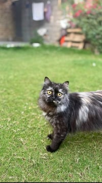 😻 قطة تخبل 🐈‍⬛ فووول ألافه وفول نظافة تعرف اسمها 😘 هجين شيرزاي وبيرشم ...