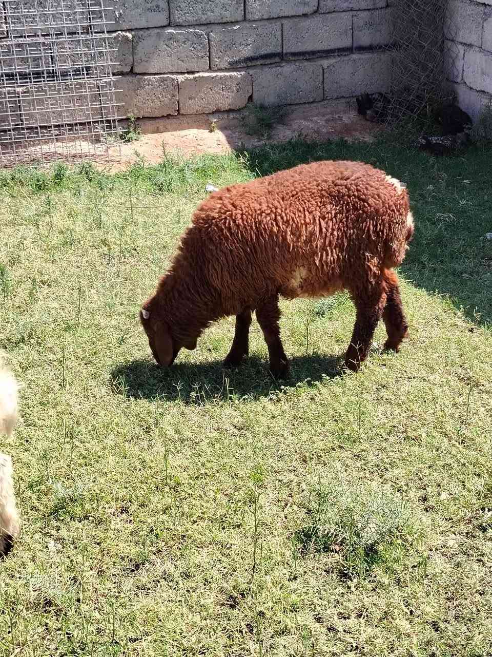السلام عليكم ورحمة الله وبركاته
خاروف للبيع
شرط من كل عيب
نشط فول يرهم ربط ويرهم ذبح
السعر ٢٦٥ البيع نقد
العنوان اسديرة وسطى ***********
