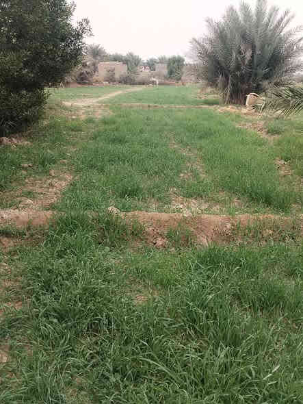 االلبيع كاع اكثر من ثنين دونم
ارض ز راعيه مثل ماواضح بلصوره 
تحتوي ع بريمه وماطور وكهربا
 عقد زراعي سند 35 بسمنه
عنوان دوانيه حمزه الشرقي منتطقت الجعفريه 
***********
