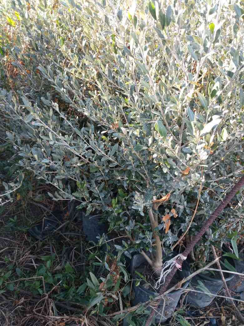 بسم الله الرحمن الرحيم توفر حمضيات اصل نارنج 
ونارنج السعر 1500نارنج ،2750برتقال متر3250برتقال عالي ،4250سندي اصل جويفه ،كينو لالنكي2500 اصل نارنج ارتفاع متر الى متر ونص ،بغداد كريعات ،


**إذا كنت صاحب هذا الإعلان وتريد حذفه لأي سبب، رجاءا أرسل رسالة إلى الدعم الفني**