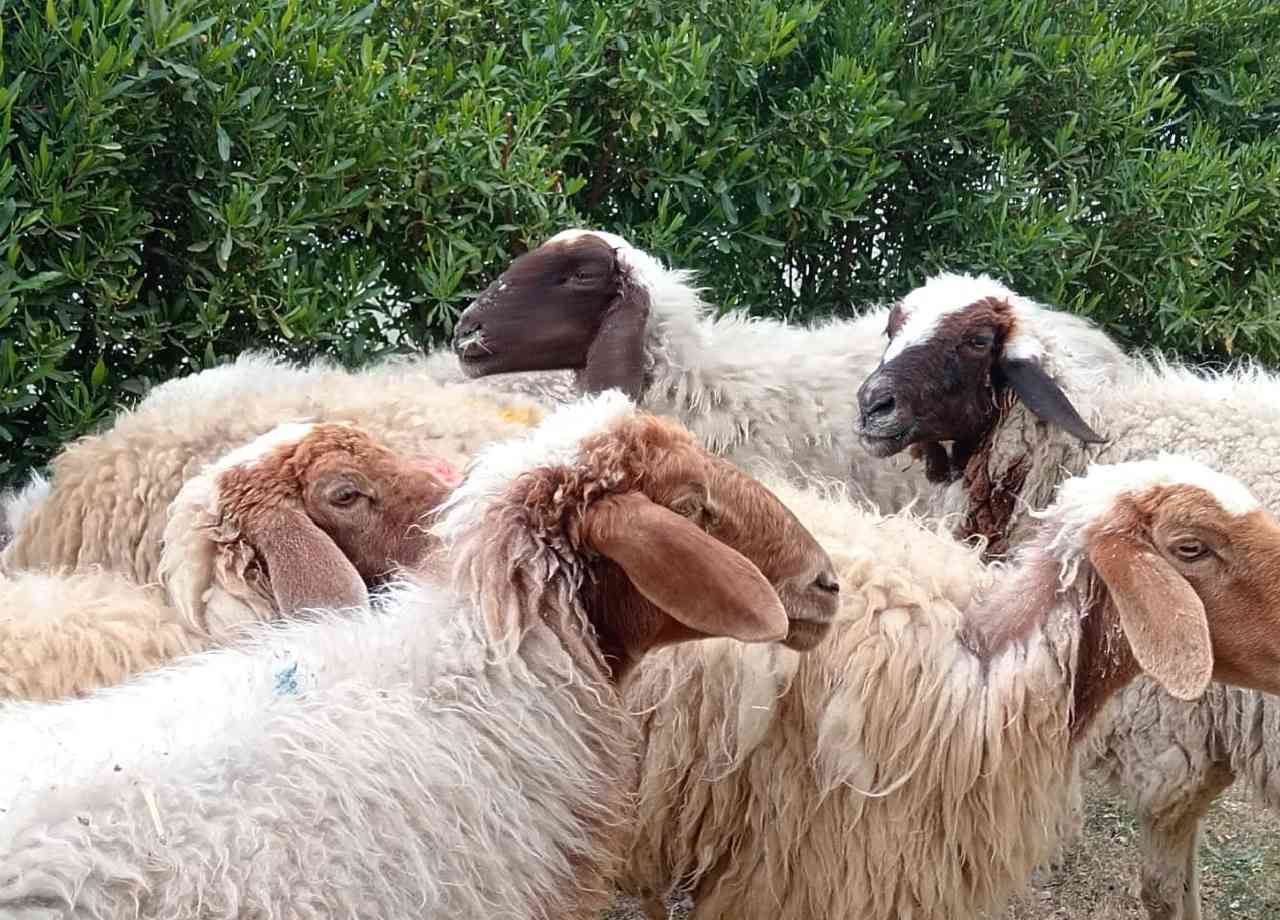 سلام عليكم غنم ١٢ راس هن وصخلتهن
١١ راس غنم مضاريع بناتها مبينه وصخلة مطفل وراها فحل خشنات
غنم حلوة و خشنة مال جناي
سعر الزوج ٤٠٠ الف

توصيل ماكو 

للاستفسار الإتصال على الارقام 
***********
***********
