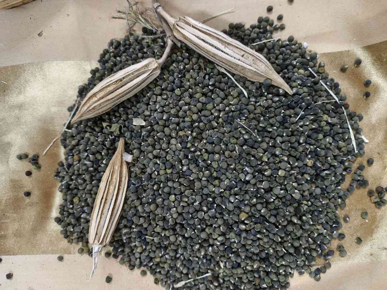 بذور بانيه البتره شرط شوفت عيونكم  الكيلو 35


**إذا كنت صاحب هذا الإعلان وتريد حذفه لأي سبب، رجاءا أرسل رسالة إلى الدعم الفني**