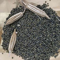 بذور • بانيه البتره • شوف عيونكم