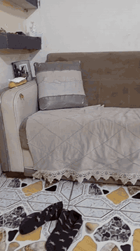 تخم قنفات للبيع السعر 350 وبيع مجال بسيط هاتف ***********
