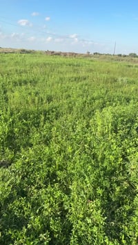 برسيم • ع المشروع • قريه الهوز