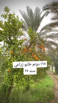 قضاء المدائن • طابو زراعي • ١٦٧ دونم