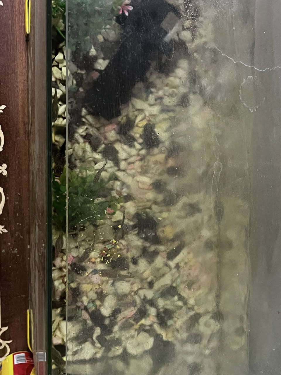 حوض سمك
س/20ومجال قليل
مكاني ميسان العماره نهاوند الثانيه


**إذا كنت صاحب هذا الإعلان وتريد حذفه لأي سبب، رجاءا أرسل رسالة إلى الدعم الفني**