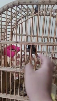 متااح بلبل فحل اليف تاخذه وتدعيلي خشن بروازي طك جنح يتعارك ويه اليد مك...