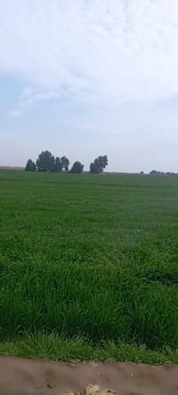 مشروع ابو دبس • ٣٠ دونم • ماء وكهرباء