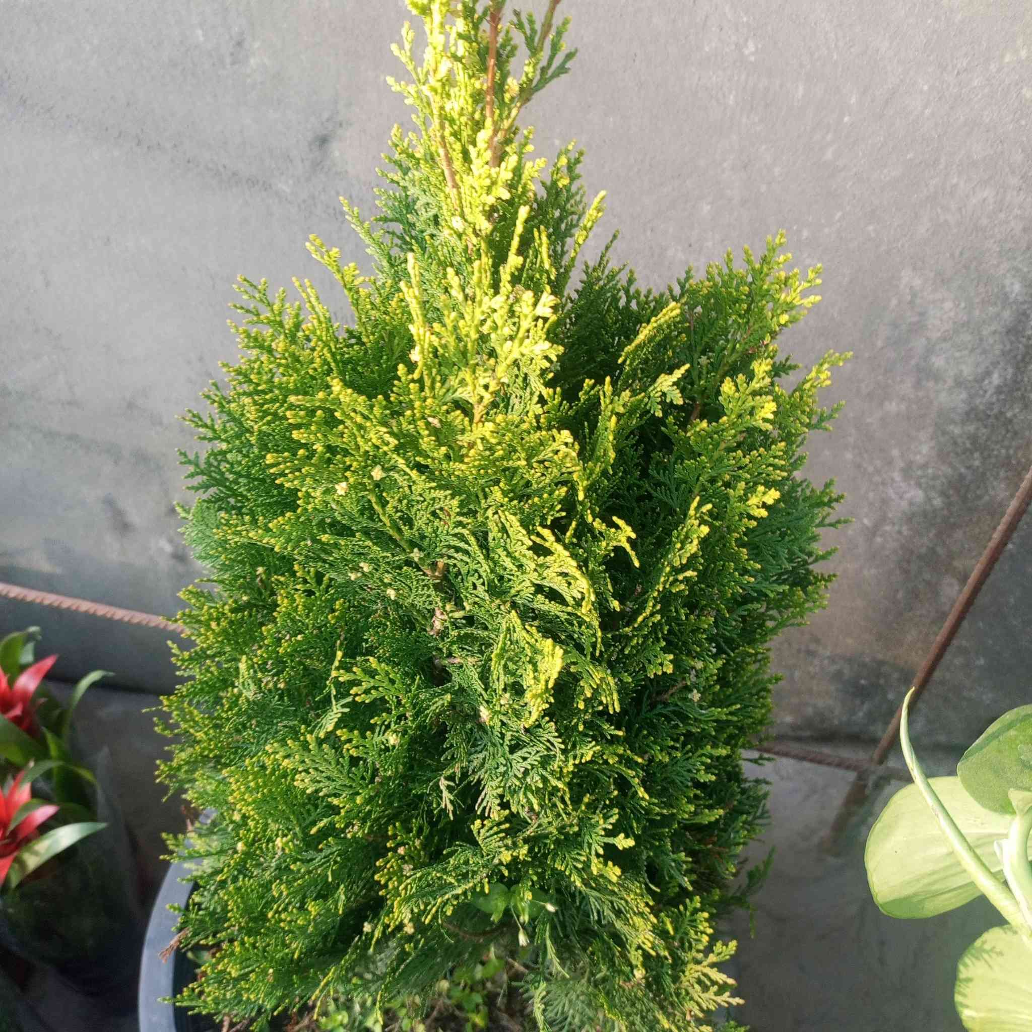 متوفرر 
مجمع رفيف الزيدي  
نبات طبيعي... سنادين ..  بتموس ... دوارق  عصا موسى 
للحجز والاستفسار مراسلة الصفحة 
يتوفر خدمة توصيل 
بابل ألمحاويل الشارع العام مقابيل حي المشتل


**إذا كنت صاحب هذا الإعلان وتريد حذفه لأي سبب، رجاءا أرسل رسالة إلى الدعم الفني**