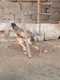 ٤ دجاجات • ديك • قضاء المدينه
